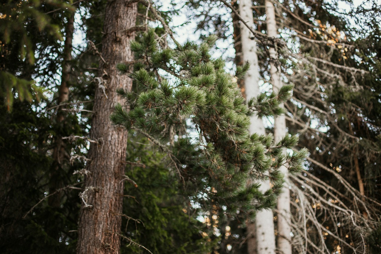 Die Zirbe: ein Baum, der sich Zeit lässt